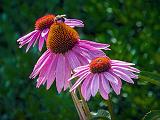 Bee On Cone Flower_DSCF06874